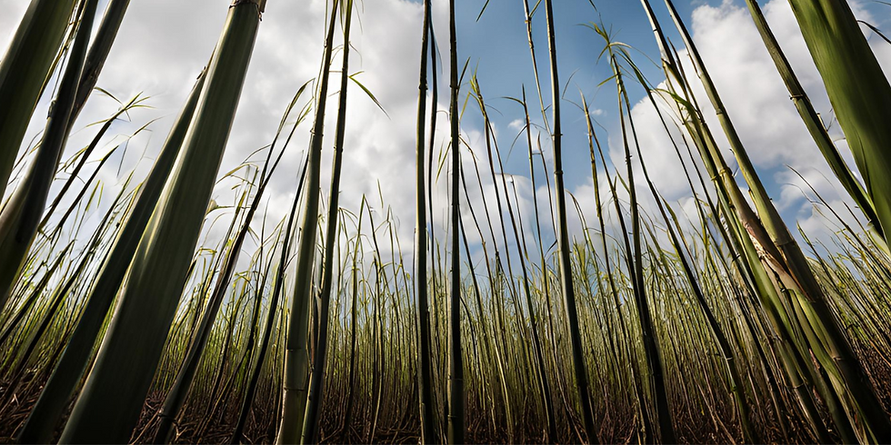 sugarcane2.png