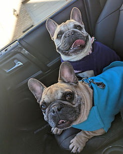 Two french bulldogs in a car