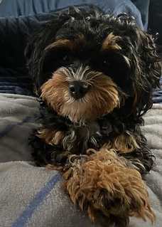 Luna the Cavapoo