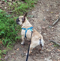 French bulldog on a walk