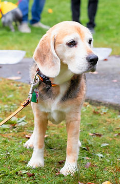 Beagle on a walk