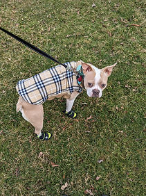 Boston terrier on a walk in a jacket