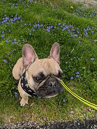 French bulldog on a walk