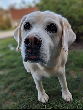 Abby the Labrador