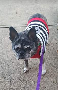 Boston terrier on a walk in a sweater