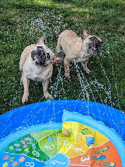 Frenchies playing in a dog pool