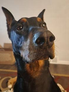 Orion the Doberman