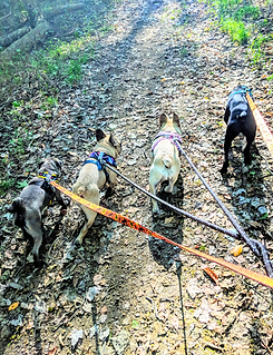 Multiple dogs on a pack walk