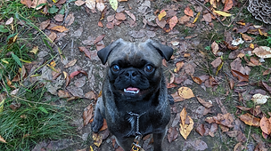 Pug in the woods