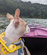 Boston terrier in a kayak