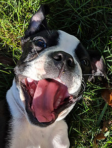 Happy Boston terrier dog