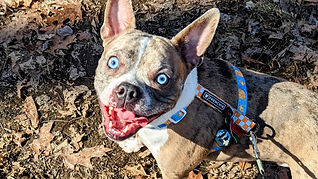 Boston terrier in the woods