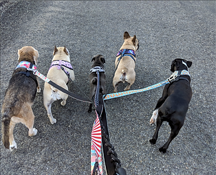 dog pack walk
