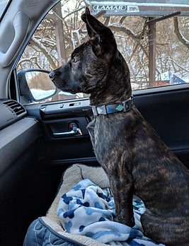 Dutch Shephard in a car