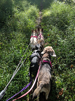 Multiple dog hike in the woods