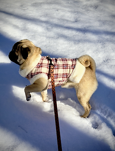 Pug on a walk in the snow