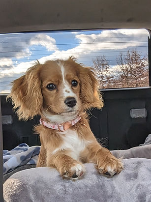 Cavalier mix in the car