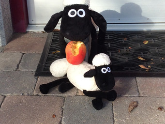 ‘Ewe’ just never know who is going to turn up for an Autumn Break at BallyCairn!