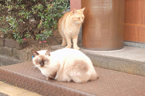 two cats sitting on the steps of a house
