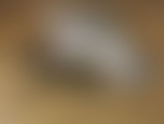 New Arrival Triumph Parts