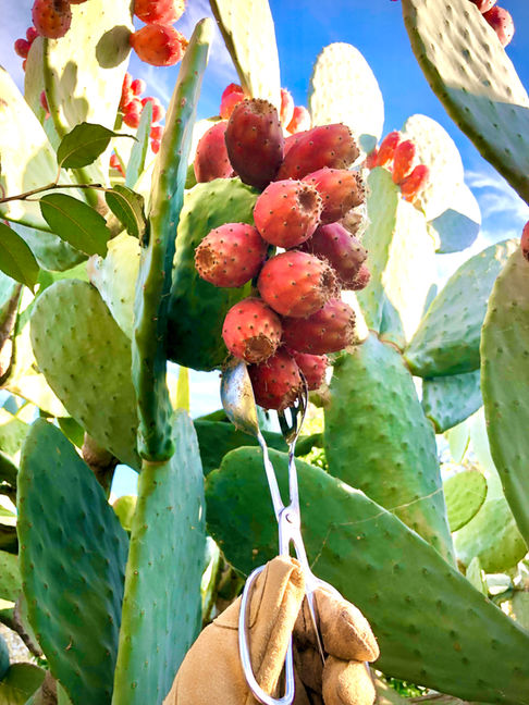 Prickly Pear_Harvest