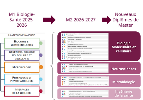 Du M1 Biologie-Santé vers les 4 nouvelles mentions