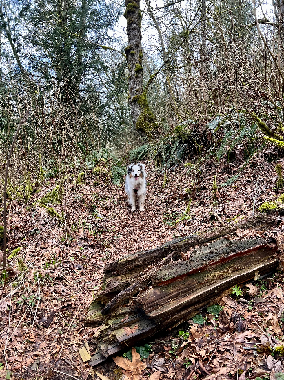 [Throwback] Nothing's Better Than A Peaceful Forest Stroll with Friends
