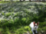 Emral woodland