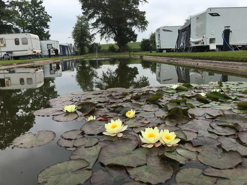 Emral lily pond