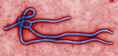 ebolavirus.jpg