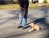 Master Christian Dog Training