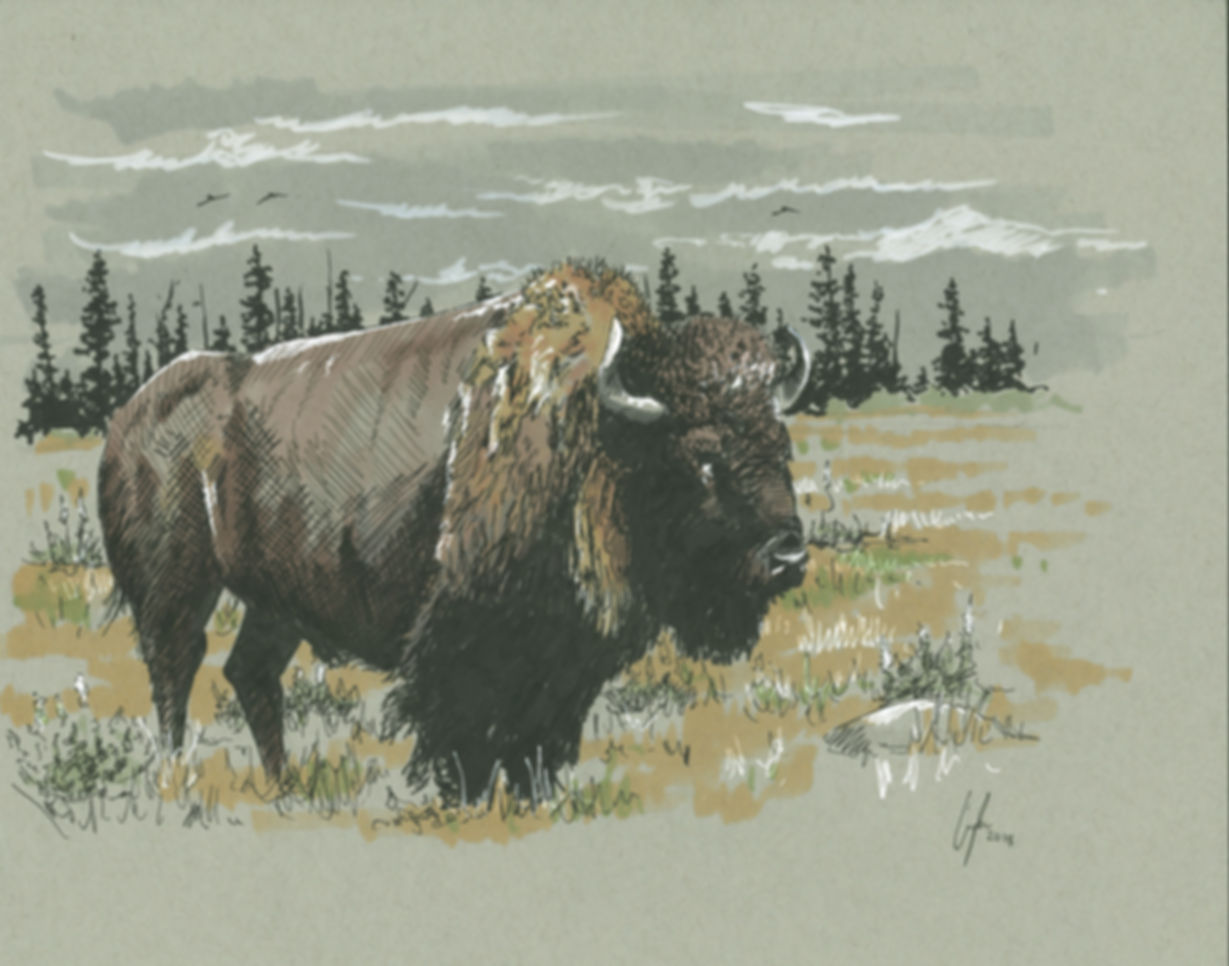 Bison Ink Print 14''x 11''