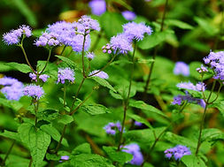 BlueMistflower.jpg