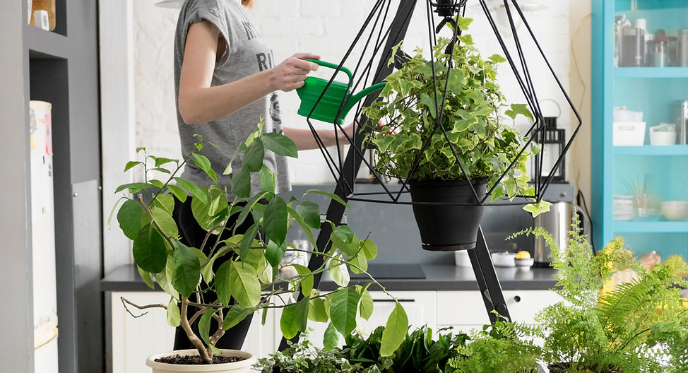 Indoor Plants