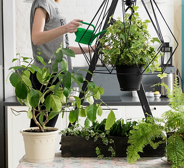 Indoor Plants