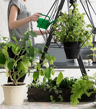 Indoor Plants