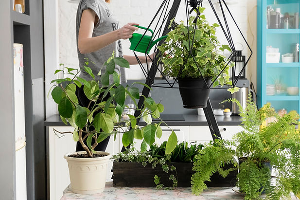 Indoor Plants