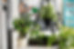 Plantas de interior
