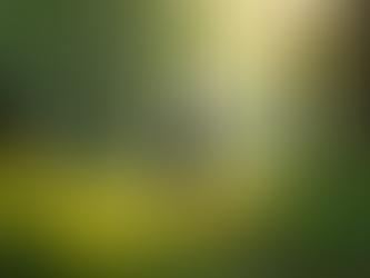 Why Outdoor Learning is Essential for Young Children