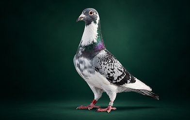 pigeon-2nd.png