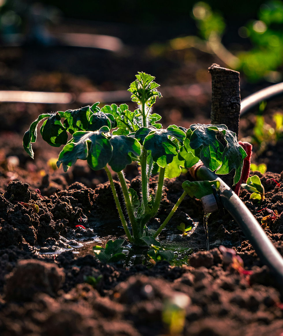 Drip irrigation emitter delivering water directly to the base of a young vegetable plant in a garden bed