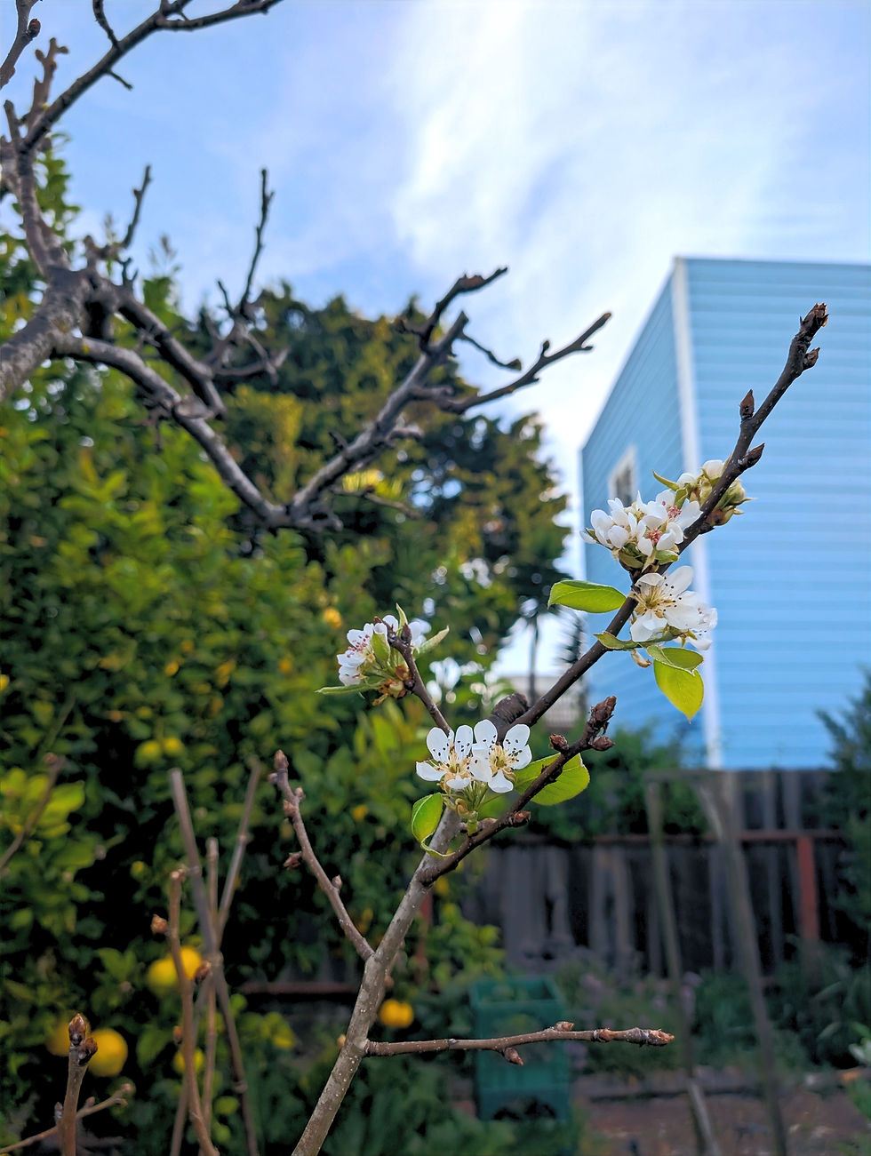 Pear tree blossoms in a Bay Area edible garden with lemon tree in the background