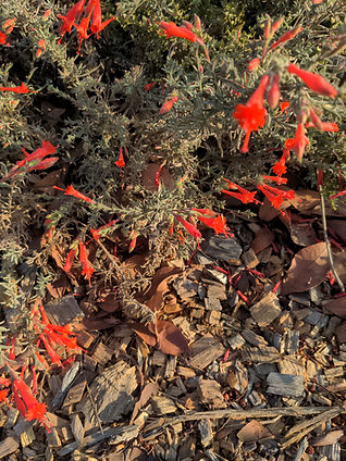 California native fuchsia next to a mulched path in a San Francisco California native plant garden