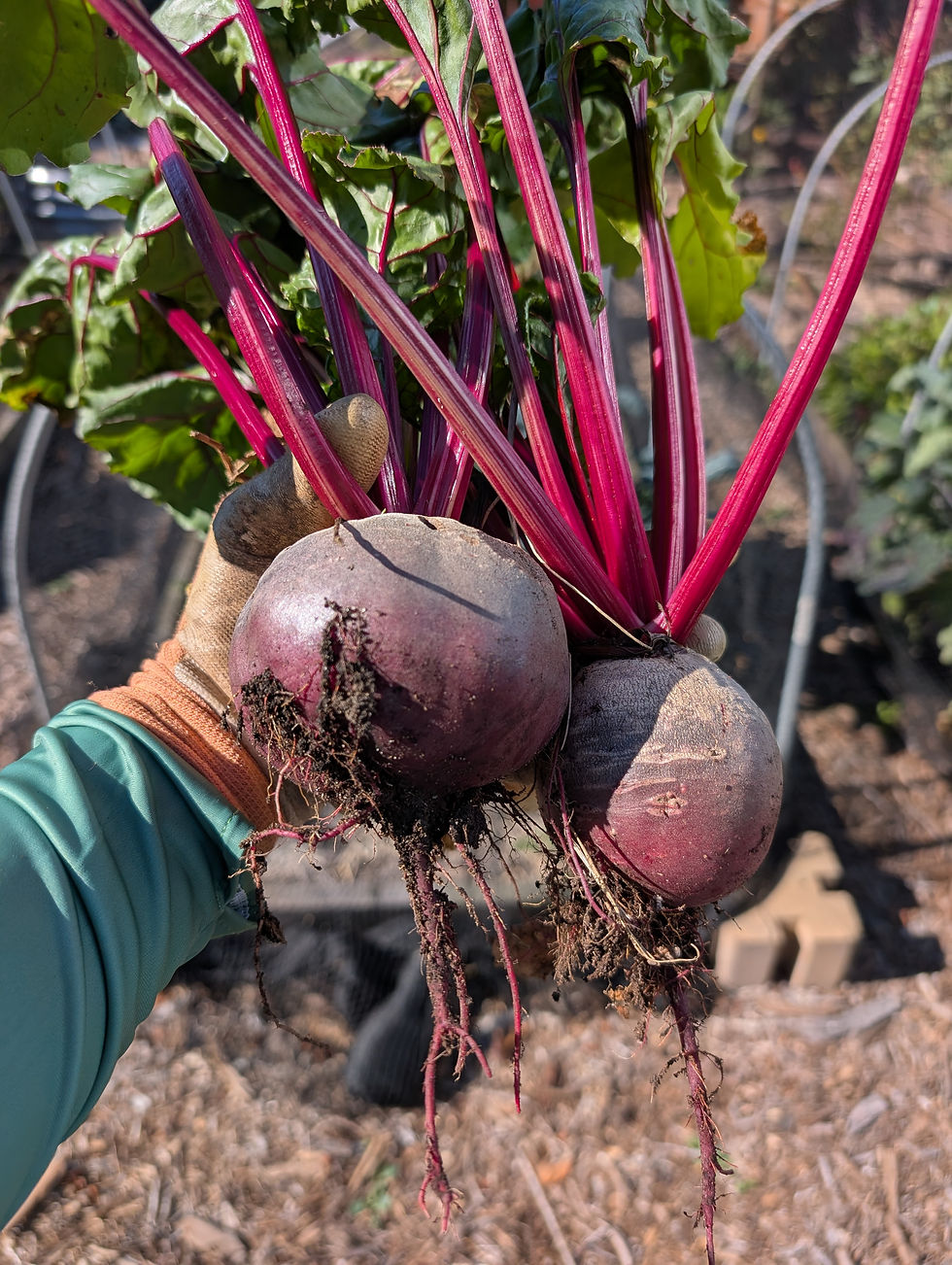 A gloved hand holding freshly harvested beets with deep magenta stems and greens, roots still attached with soil