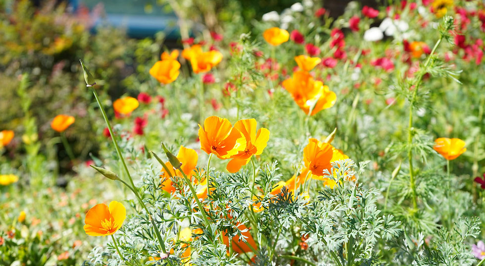 Bay Area Garden California native meadow in full bloom. Golden poppies in the foreground with pink Clarkia bedind.