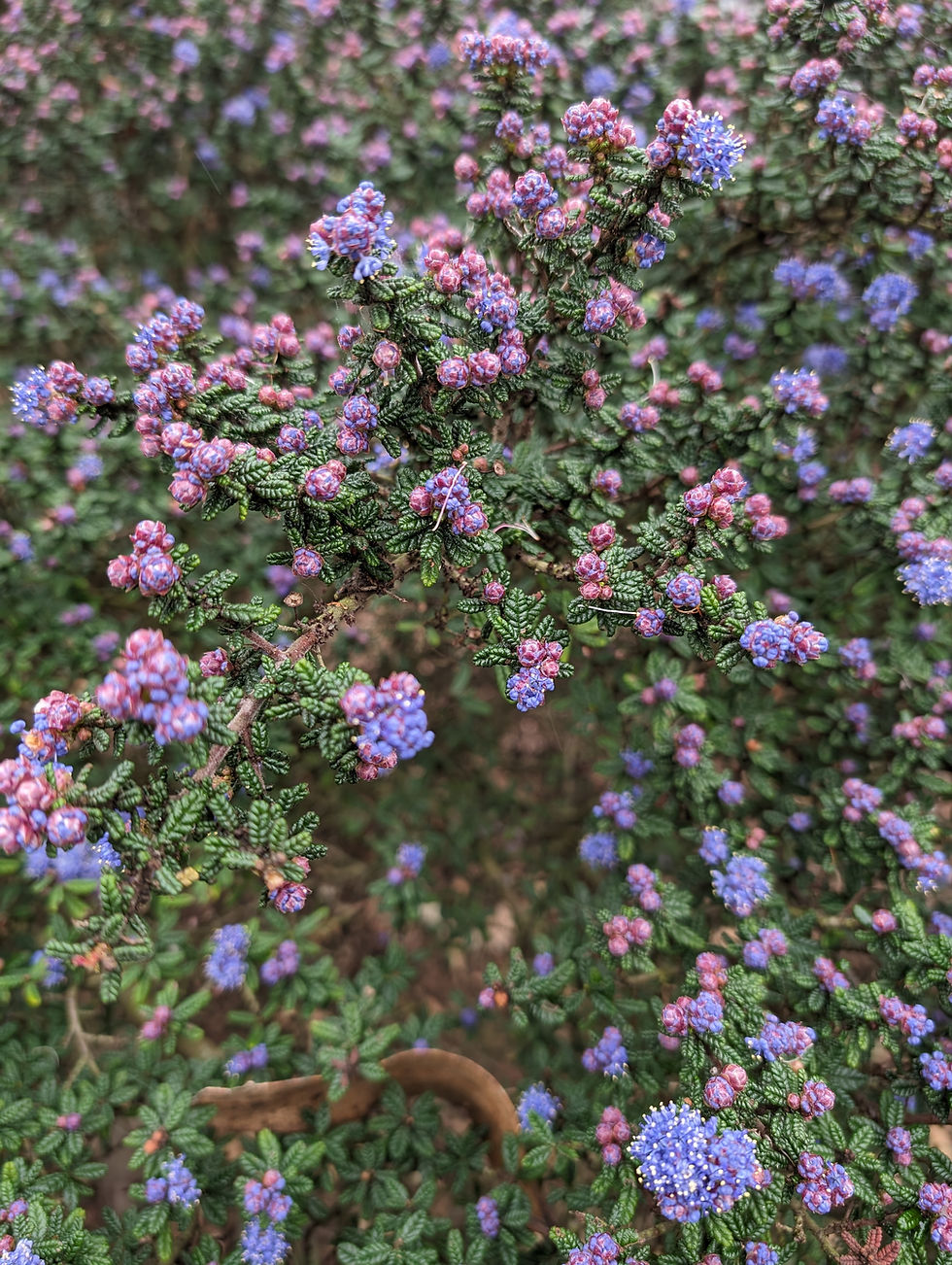 Blooming Ceanothus in a Bay Area California native plant garden