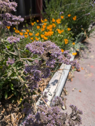 Bumblebee foraging on phacelia in a San Francisco garden, with California poppies blooming in the background