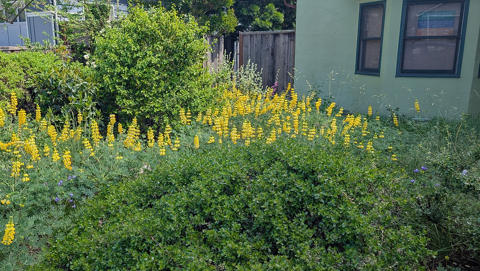 Golden lupin in full bloom in a San Carlos California native garden. A single clarkia is growing in the middle of the lupine. A naturalistic mulched path with wooden stepping stones and dense native shrub in the background.