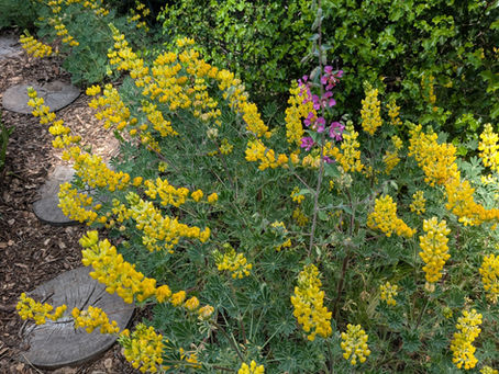Golden lupin in full bloom in a San Carlos California native garden. A single clarkia is growing in the middle of the lupine. A naturalistic mulched path with wooden stepping stones and dense native shrub in the background.