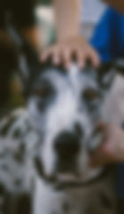 Great Dane